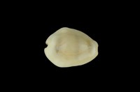 藏品(黃寶螺)的圖片